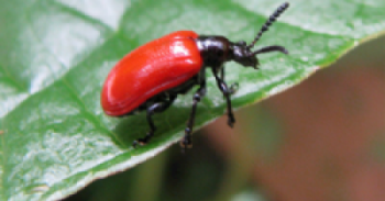 /ARSUserFiles/60320500/leaf beetle.png